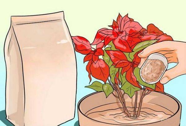 Poinsettia dressing