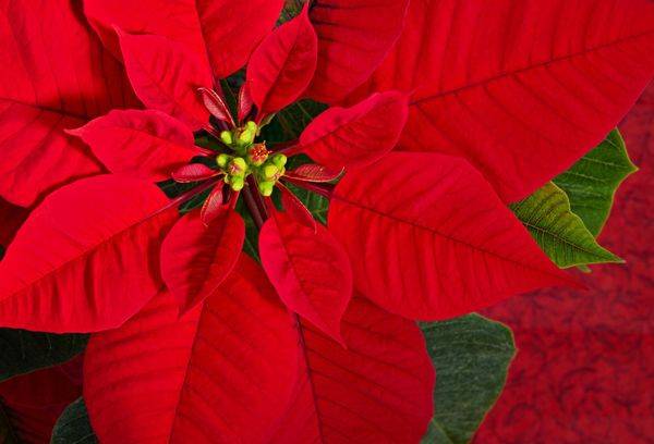 Christmas star
