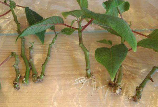 Poinsetia cuttings