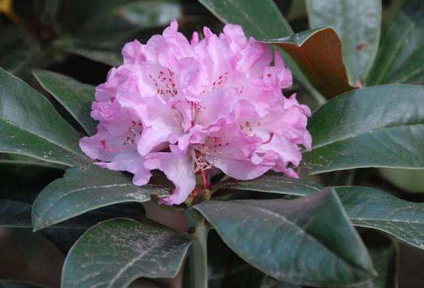 Rododendru zieds