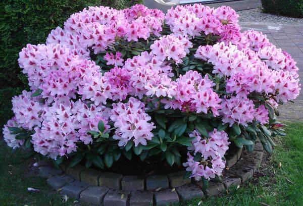 Rododendru krūmi