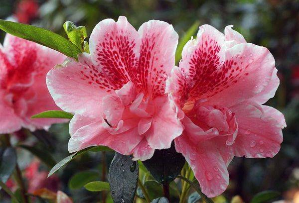 Rododendrs Indijas