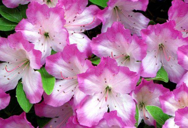 Rododendrs japāņu valodā