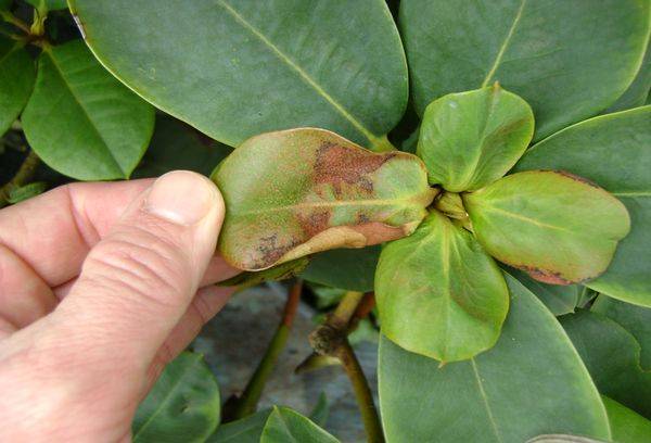 Rododendru slimība