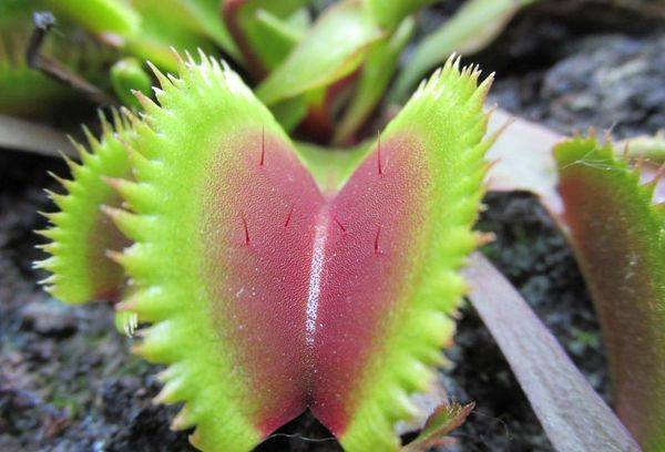 Flytrap augs