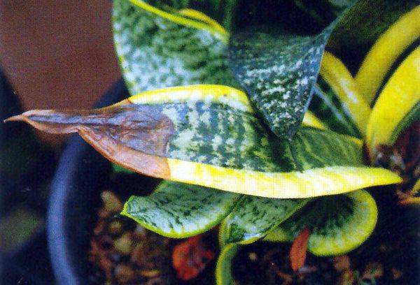 Mother-in-law's disease tongue
