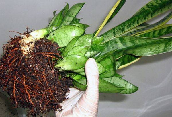 roots of sansevieria