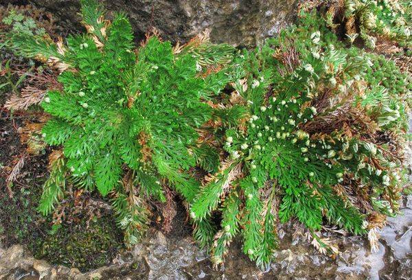 Selaginella zvīņaina