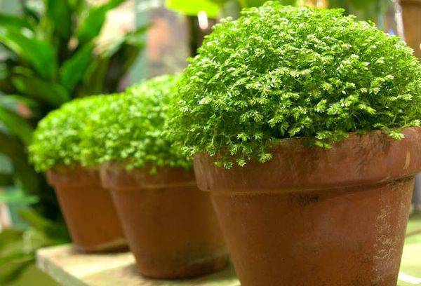 Selaginella podos