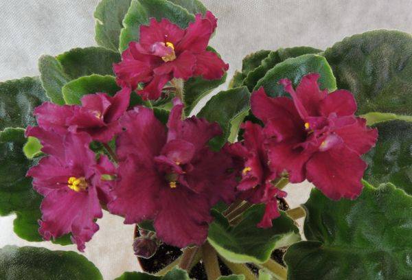 violets karstais punkts