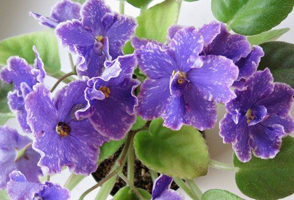violets perfekta harmonija
