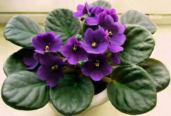 Uzambar violets