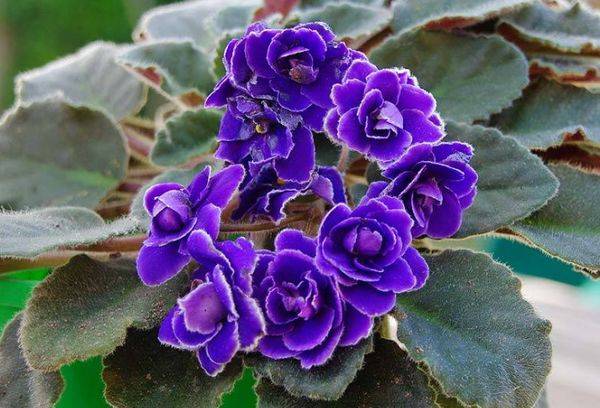 Āfrikas violets.
