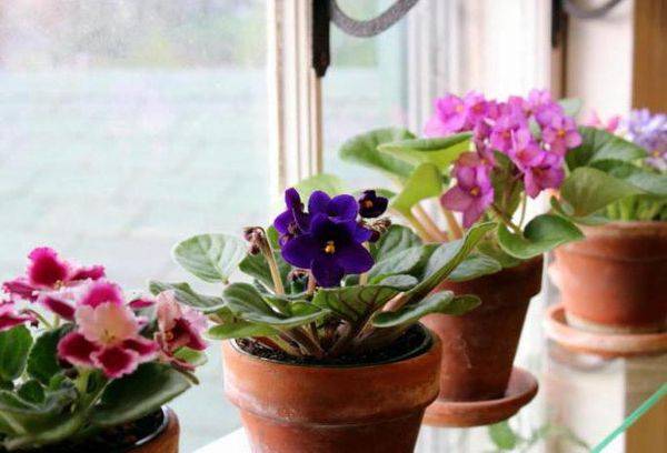 Violets uz palodzes
