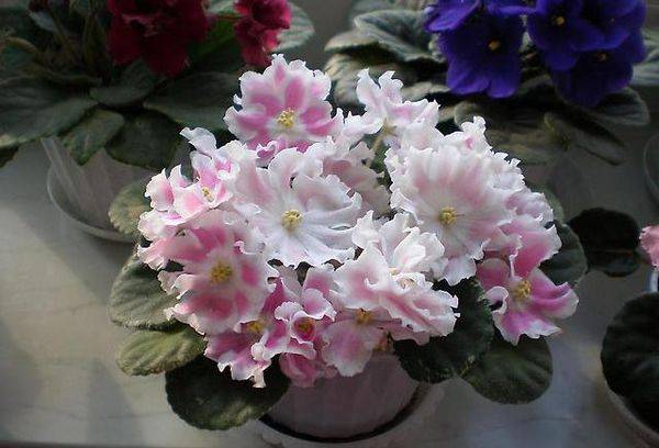Violetas sudraba romantika