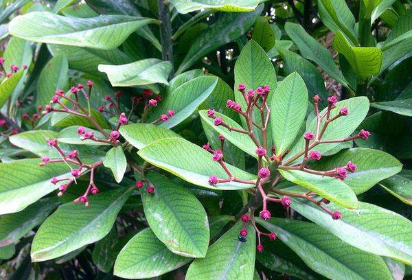 The tree of love: how to care and what you need to know about the African Sanadenium