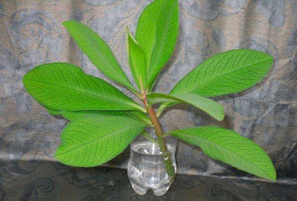 Reproduction of synadenium