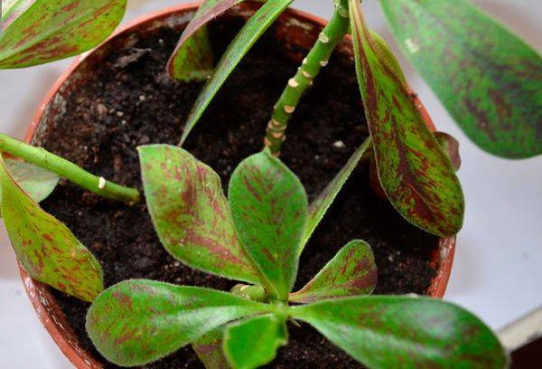 Potted synadenium