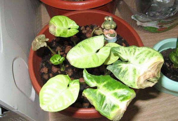 Syngonium leaves dry