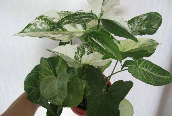 Syngonium breeding