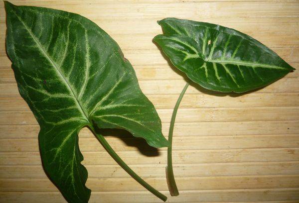 Syngonium leaves