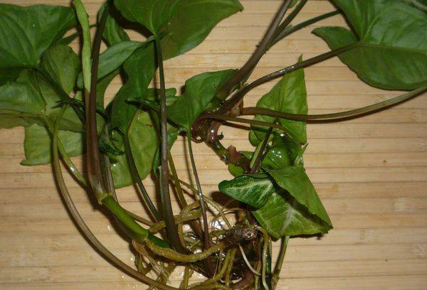 Shanks of syngonium