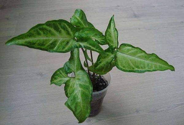 Syngonium ear