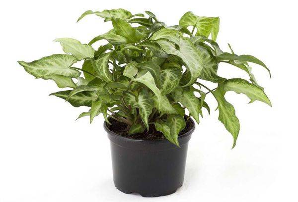 Syngonium in a pot