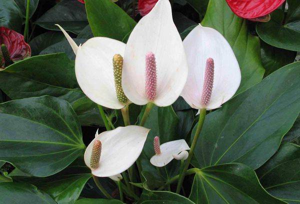 Spathiphyllum bagātīgi zied