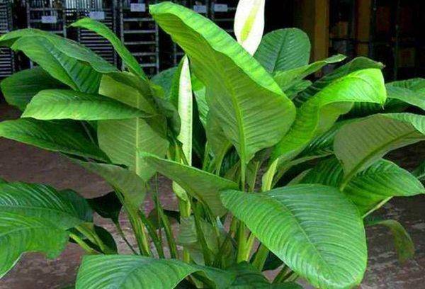 Hepatonisks Spathiphyllum