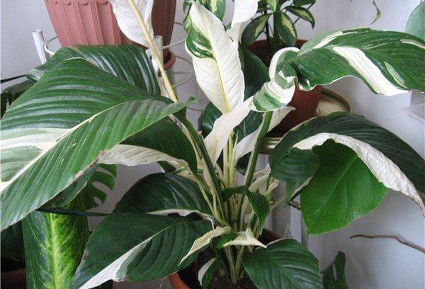 Spathiphyllum Pikaso