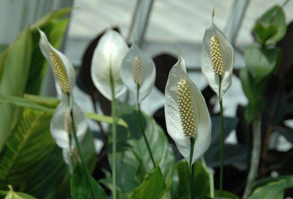 Spathiphyllum burvīgs
