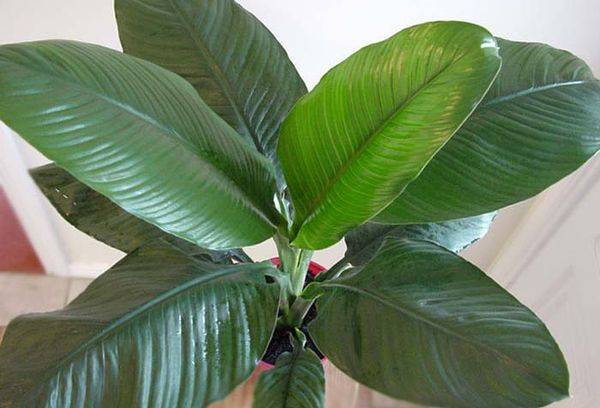 Spathiphyllum sajūta