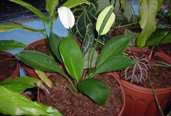 Gliemenes spathiphyllum
