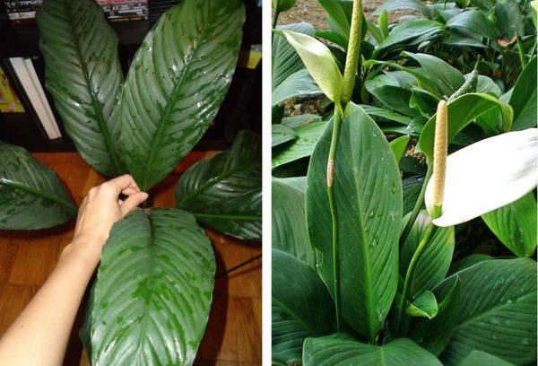 Spathiphyllum karotes formas