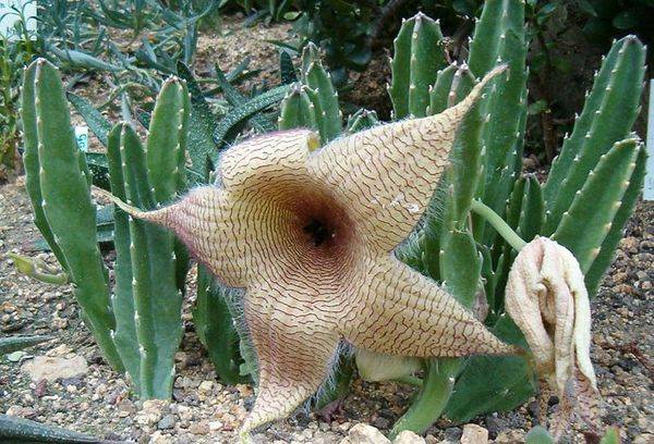 Giant stapelia