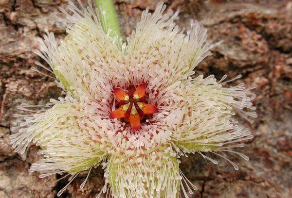Stapelia ferruginous