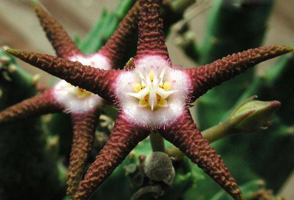 Stapelia ferruginous