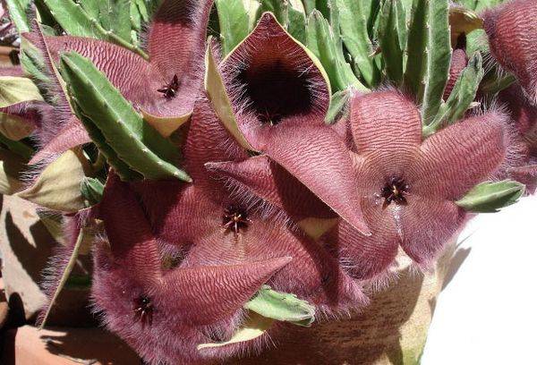 Grandiflora stapelia (large flowered)