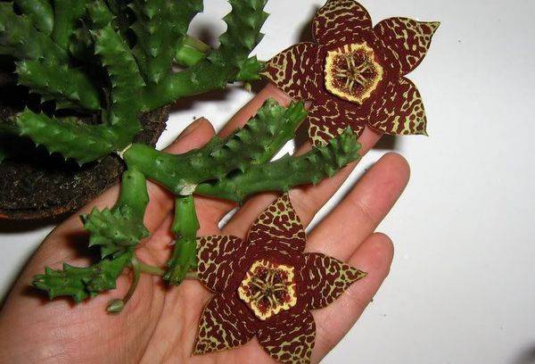 Stapelia Flowers