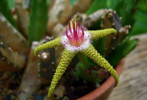 Golden purple stapelia