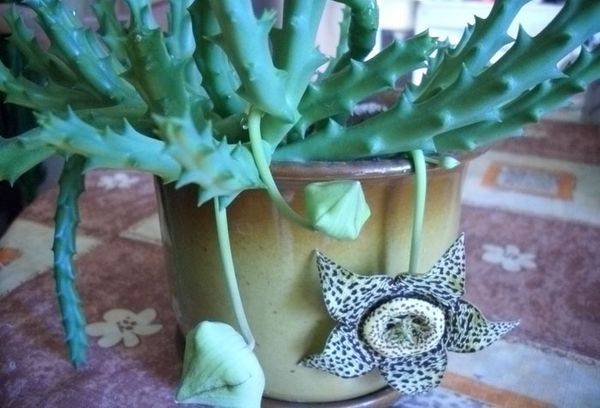 Stapelia bloom