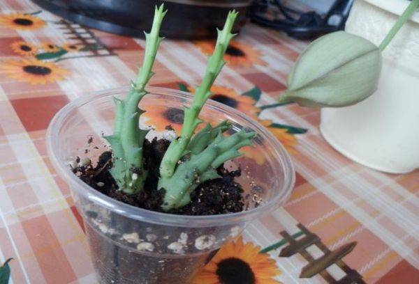 Propagating stapelia by cuttings