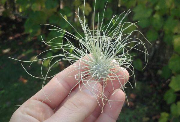 Tillandsia sudrabs