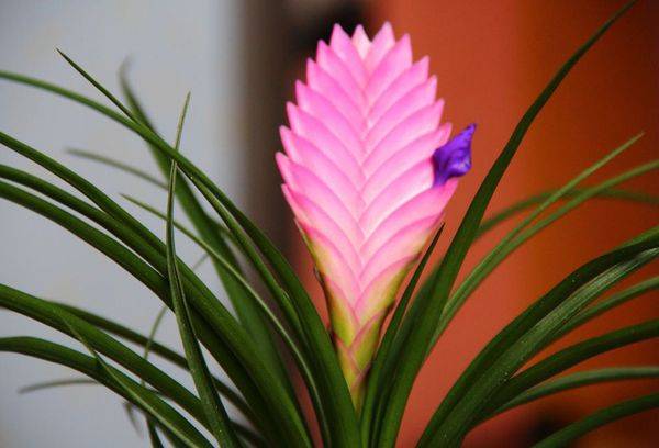 Tillandsia zieds