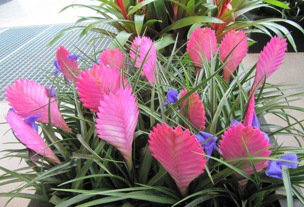 Tillandsia Anita - hibrīds