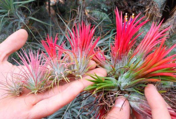 Tillandsia violets