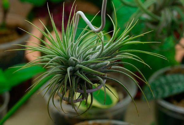 Atmosfēras Tillandsia