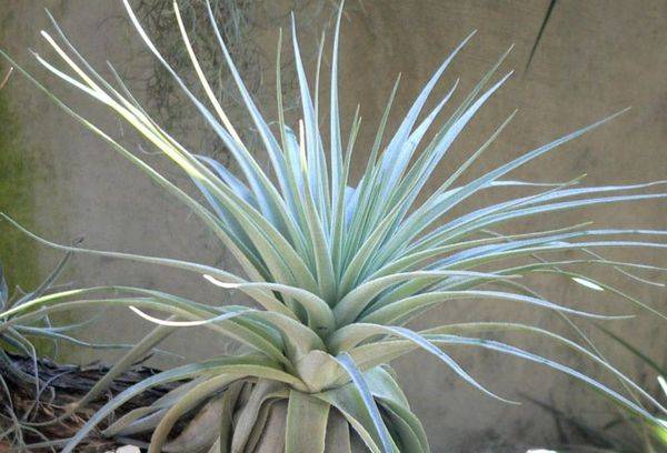 Tillandsia sudrabs