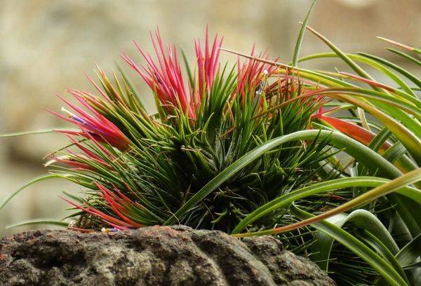 Tillandsia violets